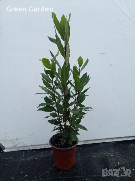 Дафинов лист, снимка 1