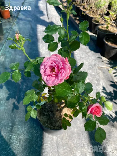 Булчинско пиано Rose/Роза , снимка 1