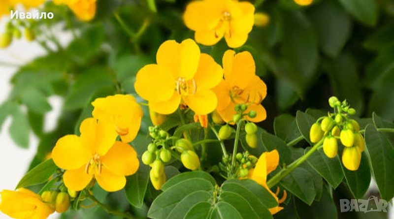 Касия - Cassia corymbosa, снимка 1