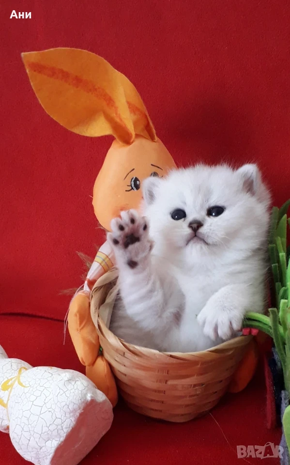 КОТЕНЦА МЕЧТА НА СУПЕР ЦЕНА, снимка 1