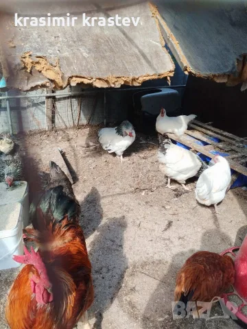 продавам кокошки и петли