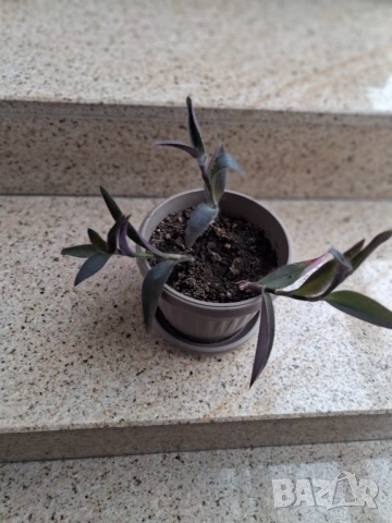 Стайни цветя, снимка 6 - Стайни растения - 51550749