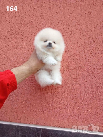 Женски мини Померан. Реални снимки от 09.04.26 г., снимка 4 - Померан - 54148037