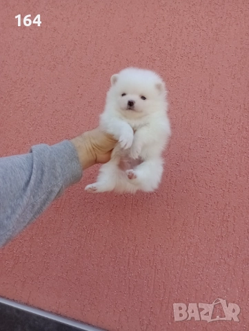 Бели Померани. Момиче и момче. Реални снимки от 29.12.25 г. , снимка 4 - Померан - 52930796