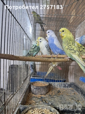 продавам вълнисти папагали