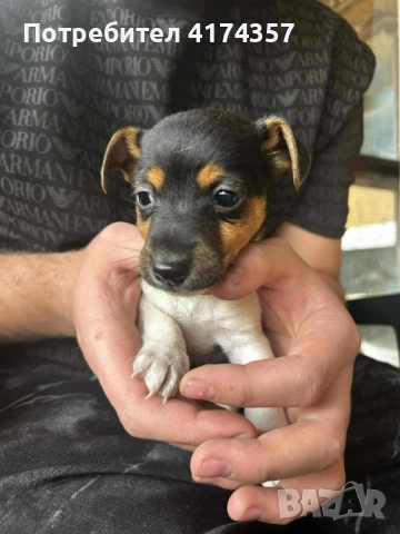 Джак ръсел териер , снимка 11 - Джак ръсел териер - 52822970