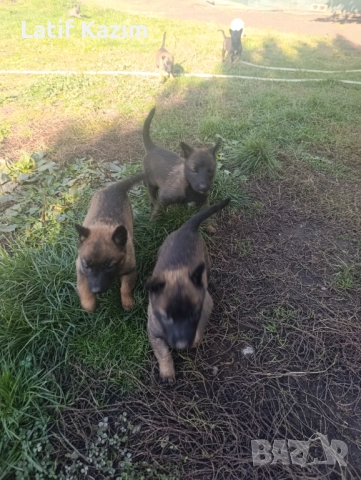 Чистокръвни малки белгийски овчарки Малинуа малионис, снимка 6 - Белгийска овчарка - 52294460