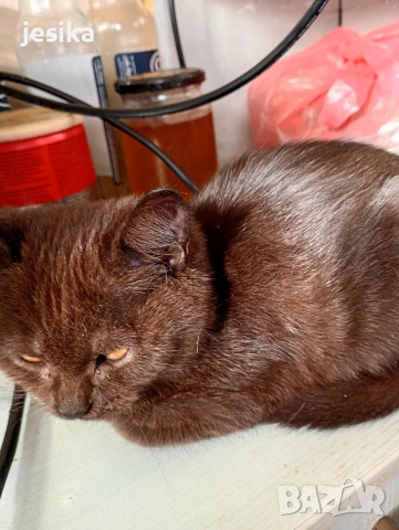 малки сладки котенца полуперсийчета , снимка 6 - Други - 52403277