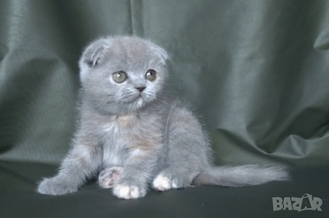 Клепоухо женско котенце