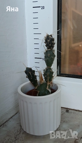 Сукуленти и кактуси , снимка 10 - Стайни растения - 52695803