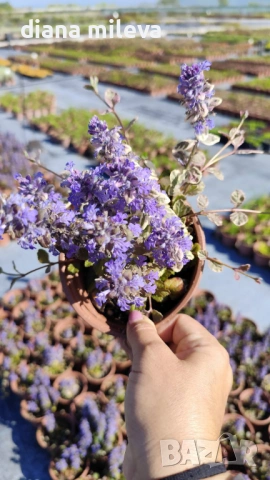 АЮГА ПЪСТРОЛИСТНА, Ajuga ‘Burgundy Glow’, студоустойчива, почвопокривна, снимка 8 - Градински цветя и растения - 46793376
