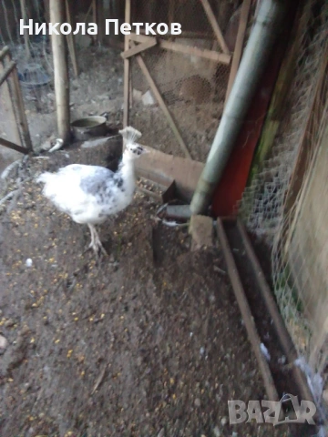 Пауни-сребърен, арлекин и бяла, снимка 3 - други­ - 53653735