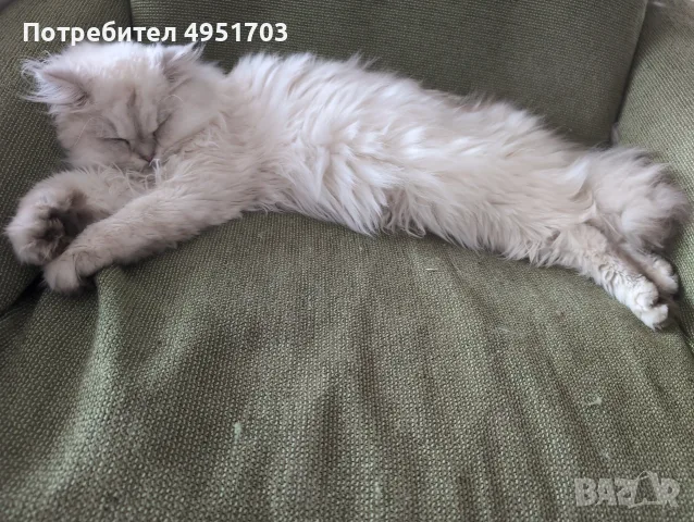 Мъжки котарак за Разплод, снимка 5 - Други - 56121021