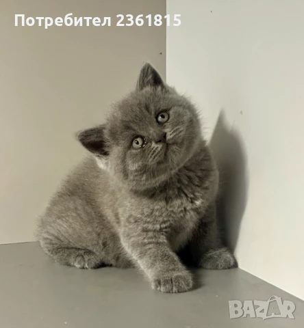 Чистокръвно мъжко синьо британче, снимка 17 - Британска късокосместа - 51088371