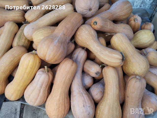 тиква цигулка и матилда, снимка 5 - Други - 51887305