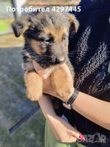 Малки немски овчарки , снимка 2 - Немска овчарка - 52682945