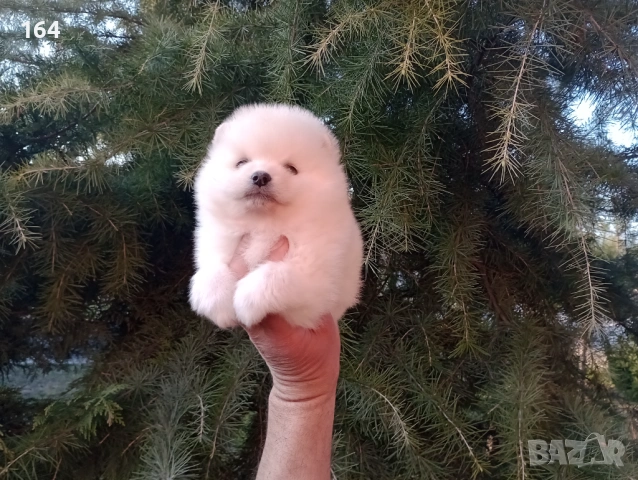 Бели и кремави мъжки кученца Шпиц. , снимка 2 - Померан - 53876191