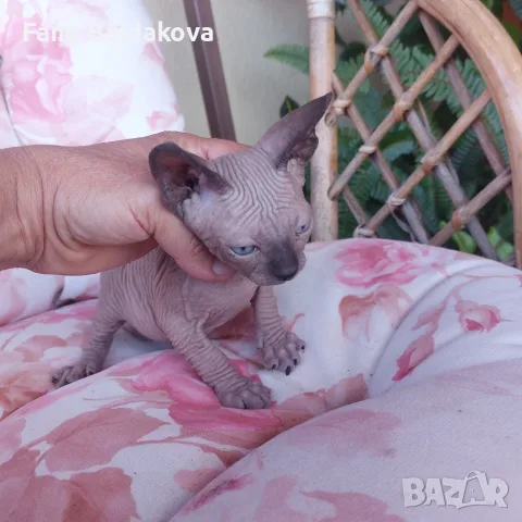 Котка порода сфинкс, снимка 10 - Сфинксове - 55954475
