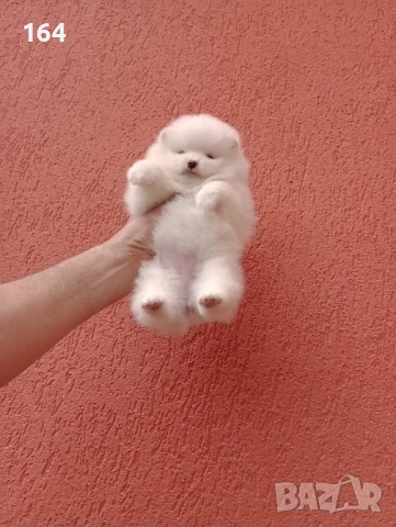 Бели Померани на различни възрасти., снимка 2 - Померан - 54135417