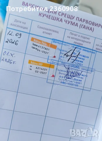 Померан, мъжко померанче , снимка 9 - Померан - 56550359