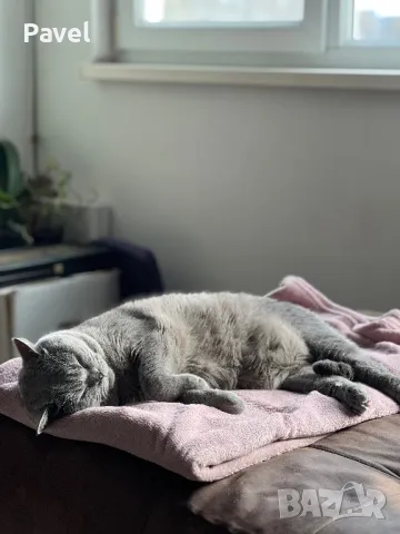 Благороден син британец търси подходяща дама, снимка 9 - Търси партньор - 46957445