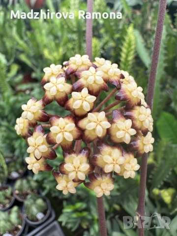 Хоя. Hoya Clemensiorum , снимка 4 - Стайни растения - 54001902