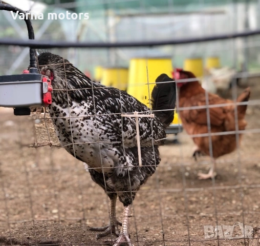 Новопронесли кокошки носачки, снасящи цветни яйца 6  МЕСЕЧНИ, снимка 15 - Кокошки и пуйки - 53043969