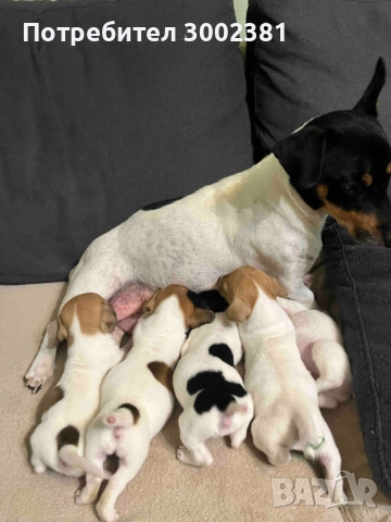 Джак Ръсел териер, снимка 10 - Джак ръсел териер - 52887126