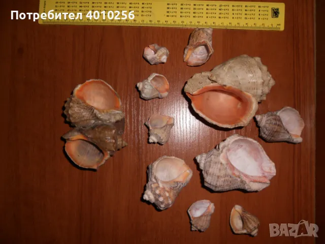 РАКОВИНИ - ПЕПЕЛНИЦИ, 11 БРОЯ ЗА 5 ЛЕВА!