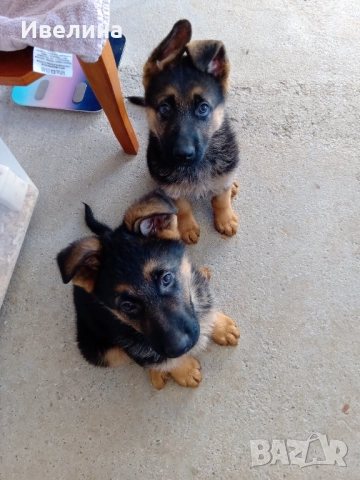 Немски овчарки, снимка 2 - Немска овчарка - 52916892