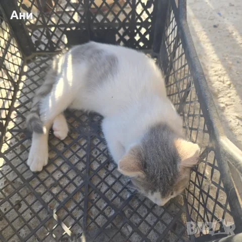 Котенце на 2 месеца и половина, снимка 3 - Други - 56341129