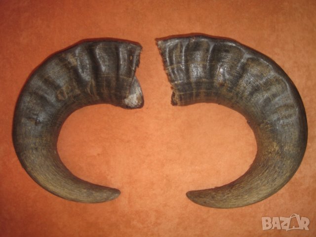 Рога от бик, рог, зъби от динозавър, акула, глави щука, вкаменелости, сепийна кост, снимка 5 - Други ценни предмети - 12885942