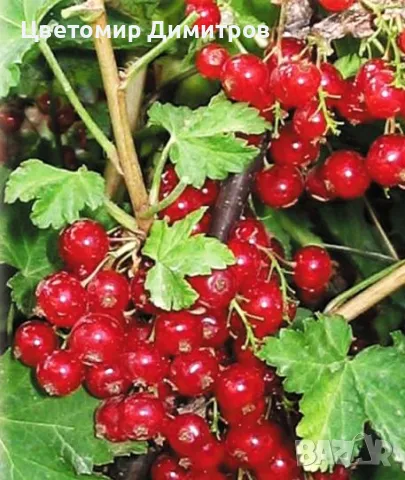 Червен касис (Ribes rubrum, Redcurrant), снимка 1