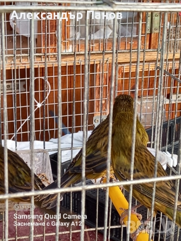 Канарчета, снимка 3 - Канари - 52434628