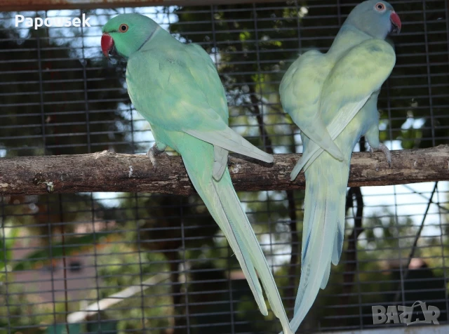 Малък Александър , снимка 4 - Папагали - 51324439