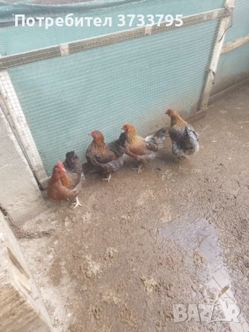 Катунски кокошки , снимка 3 - други­ - 52687803