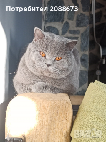 Британски късокосмест котарак за разплод, снимка 3 - Британска късокосместа - 44749926