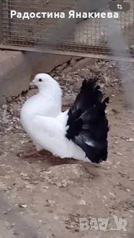 Продавам гълъби