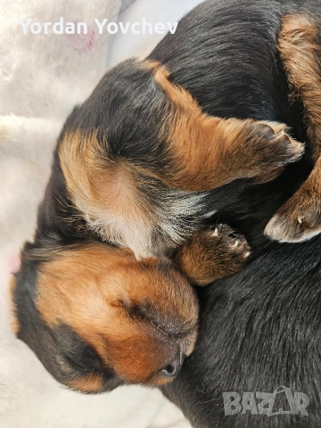 Мини Йорки, снимка 6 - Йоркширски териер - 54337040