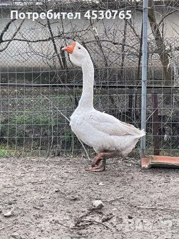 Холмогорски Гъски, снимка 8 - Патици и гъски - 54122292