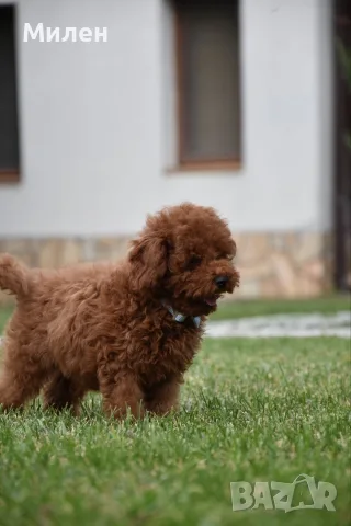 Той пудел Toy poodle, снимка 10 - Пудели - 55006000