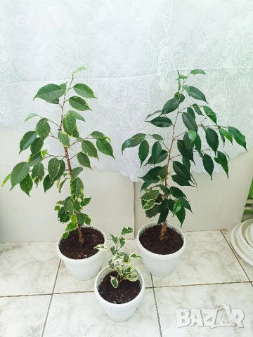 бял Бенджамин, Бегония , Хлорофитум 