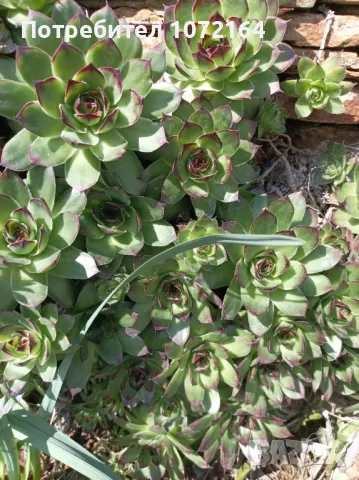 Сукуленти ( алпийска роза ), снимка 3 - Градински цветя и растения - 49857075