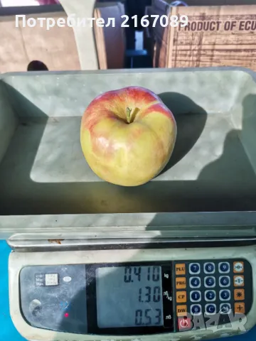 Продавам Овощна / Ябълкова Градина, снимка 11 - Земеделска земя - 49704923