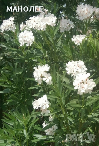 🌼🪷🌼🪷Зокум /олеандър/🌼🪷🌼🪷