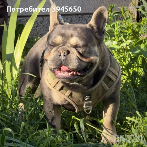 Френски булдог за разплод , снимка 3 - Френски булдог - 54314456