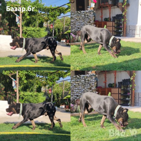 Кане Корсо за разплод 