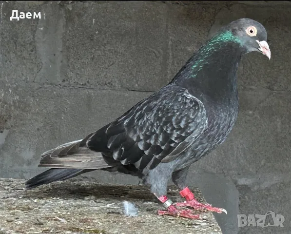 Поморийски Ролер и Мардини, снимка 5 - Гълъби - 56300252