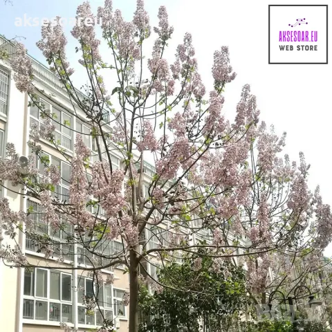 400 качествени семена от красиво декоративно медоносно дърво пауловния томентоса декорация украса, снимка 9 - Сортови семена и луковици - 50387864