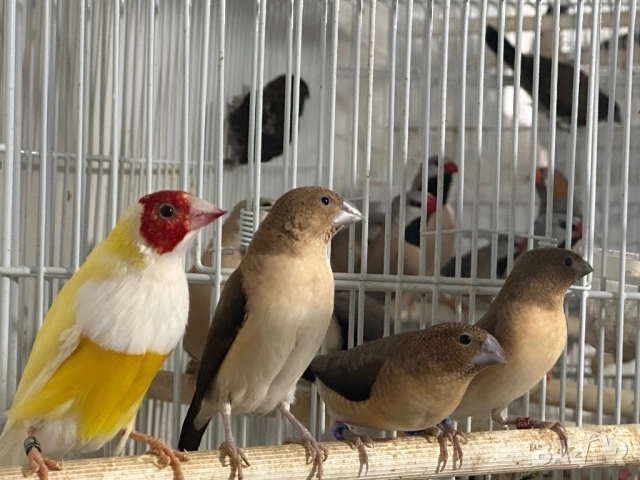 Продавам Среброклюна амадина 